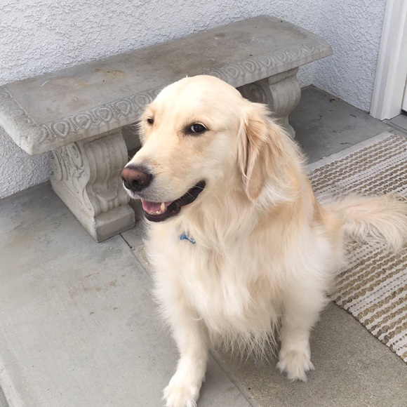 Meet your Posher, Emma - Picture 1 of 1